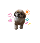 愛犬シーズー ももすけのスタンプ（個別スタンプ：14）
