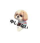 愛犬シーズー ももすけのスタンプ（個別スタンプ：15）