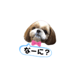 愛犬シーズー ももすけのスタンプ（個別スタンプ：16）