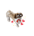 愛犬シーズー ももすけのスタンプ（個別スタンプ：17）