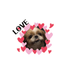 愛犬シーズー ももすけのスタンプ（個別スタンプ：19）
