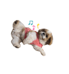 愛犬シーズー ももすけのスタンプ（個別スタンプ：21）