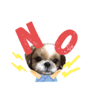 愛犬シーズー ももすけのスタンプ（個別スタンプ：22）