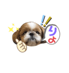愛犬シーズー ももすけのスタンプ（個別スタンプ：24）