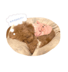 トイプードルのぽんず（個別スタンプ：2）