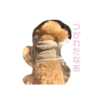 トイプードルのぽんず（個別スタンプ：14）