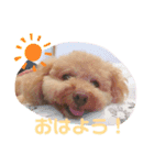 トイプードルのぽんず（個別スタンプ：16）