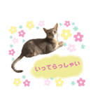 アビシニアン未来のご挨拶（個別スタンプ：1）