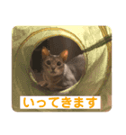 アビシニアン未来のご挨拶（個別スタンプ：2）
