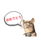 アビシニアン未来のご挨拶（個別スタンプ：3）