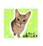 アビシニアン未来のご挨拶（個別スタンプ：8）