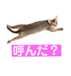 アビシニアン未来のご挨拶（個別スタンプ：15）