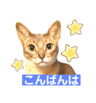 アビシニアン未来のご挨拶（個別スタンプ：16）