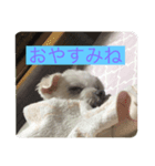 オレのこいぬ（個別スタンプ：1）