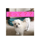 オレのこいぬ（個別スタンプ：3）