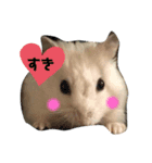 ポムちゃんスタンプその①（個別スタンプ：1）