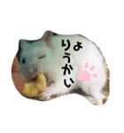 ポムちゃんスタンプその①（個別スタンプ：5）