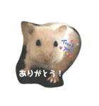 ポムちゃんスタンプその①（個別スタンプ：6）