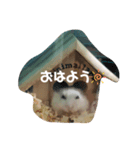 ポムちゃんスタンプその①（個別スタンプ：7）