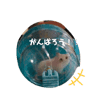 ポムちゃんスタンプその①（個別スタンプ：8）