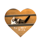 ニャンコのたまちゃんのつぶやき（個別スタンプ：3）