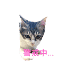 ニャンコのたまちゃんのつぶやき（個別スタンプ：6）
