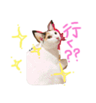 にゃんずファミリー（個別スタンプ：1）