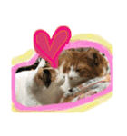 にゃんずファミリー（個別スタンプ：3）