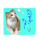 にゃんずファミリー（個別スタンプ：9）