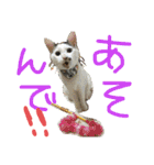 にゃんずファミリー（個別スタンプ：10）