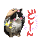 にゃんずファミリー（個別スタンプ：11）