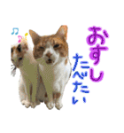 にゃんずファミリー（個別スタンプ：12）