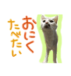 にゃんずファミリー（個別スタンプ：13）