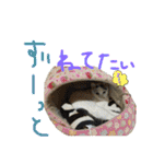 にゃんずファミリー（個別スタンプ：14）