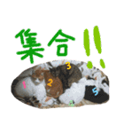 にゃんずファミリー（個別スタンプ：16）