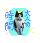 にゃんずファミリー（個別スタンプ：18）