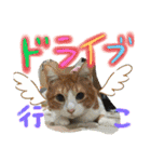 にゃんずファミリー（個別スタンプ：20）