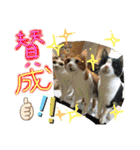 にゃんずファミリー（個別スタンプ：21）
