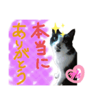 にゃんずファミリー（個別スタンプ：22）