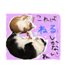 にゃんずファミリー（個別スタンプ：24）
