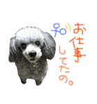 にゃんずファミリー（個別スタンプ：26）