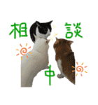 にゃんずファミリー（個別スタンプ：28）