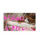 にゃんずファミリー（個別スタンプ：29）