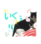 にゃんずファミリー（個別スタンプ：31）