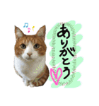 にゃんずファミリー（個別スタンプ：33）