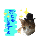にゃんずファミリー（個別スタンプ：34）