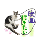 にゃんずファミリー（個別スタンプ：37）