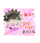 にゃんずファミリー（個別スタンプ：38）