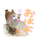 にゃんずファミリー（個別スタンプ：39）