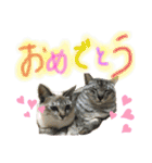 にゃんずファミリー（個別スタンプ：40）